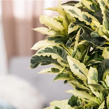 Codiaeum variegatum 'Tamara'