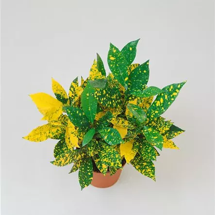 Codiaeum variegatum var. pictum 'Aucubifolium'