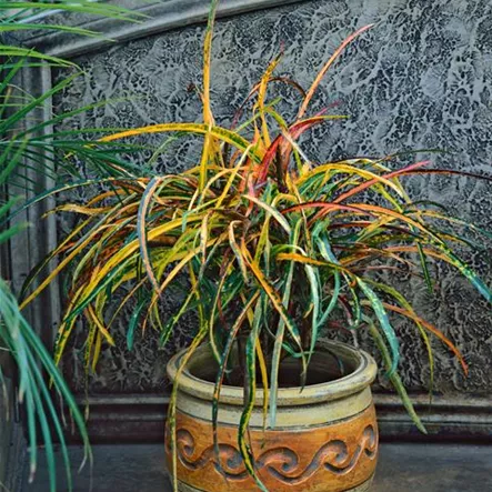 Codiaeum variegatum 'Zanzibar'