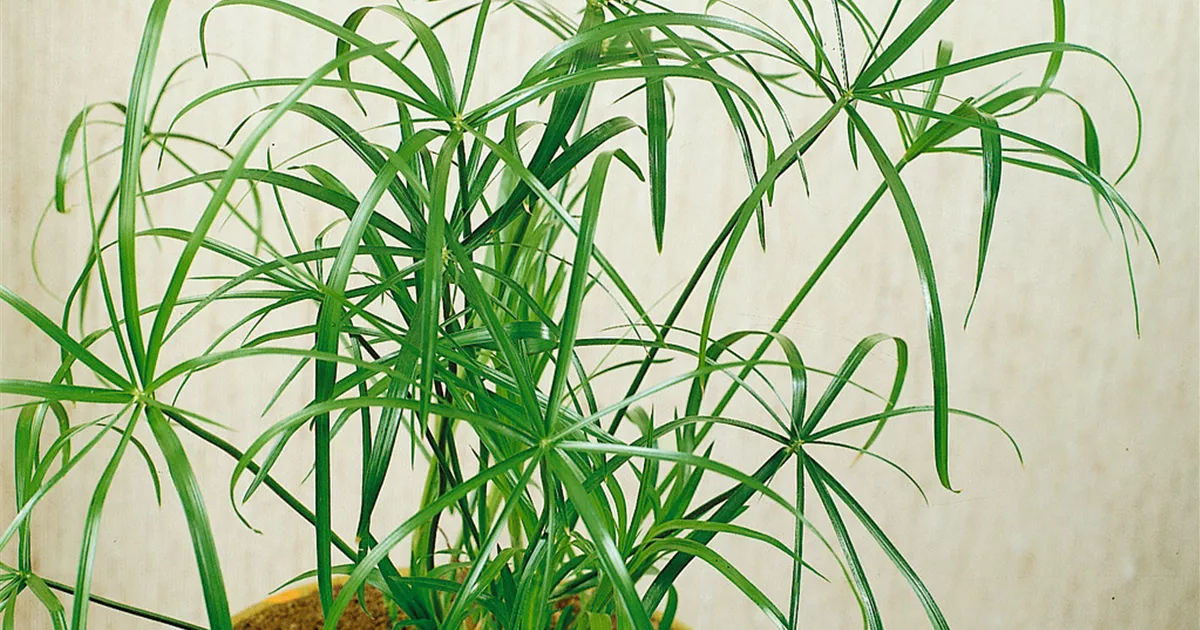 Cyperus alternifolius Pflanze, Pflege & Tipps  Floragard