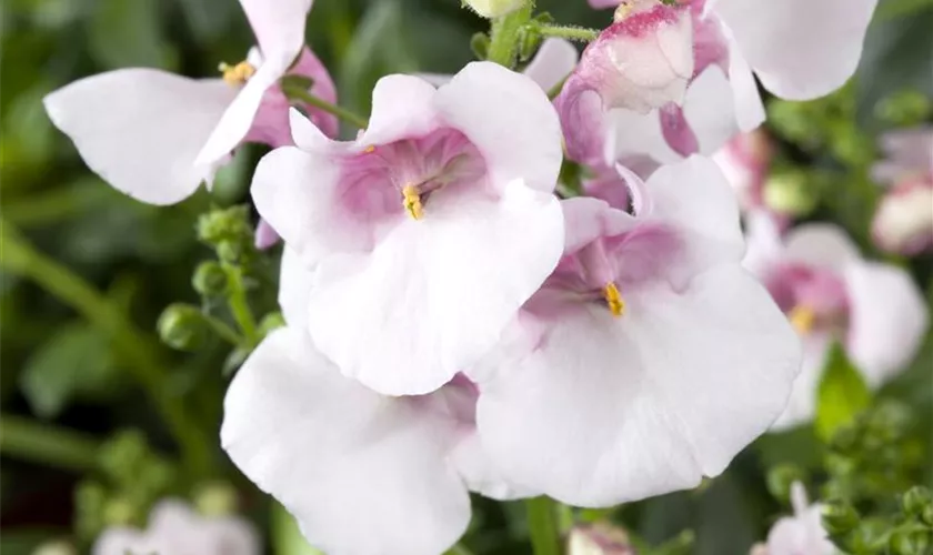 Diascia barberae