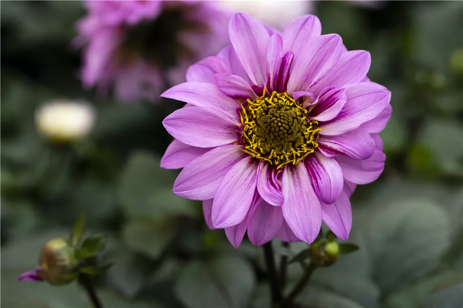 Garten-Dahlie Pflanze, Pflege & Tipps  Floragard