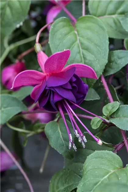 Fuchsie Pflanze, Pflege & Tipps  Floragard