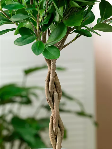 Chinesische Feige Pflanze, Pflege & Tipps  Floragard