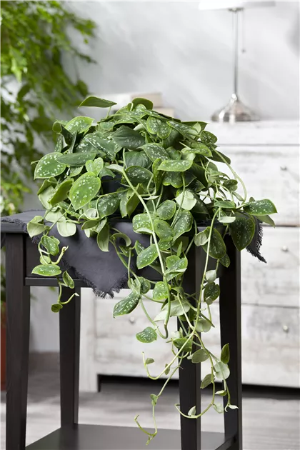 Gefleckte Efeutute Pflanze, Pflege & Tipps  Floragard
