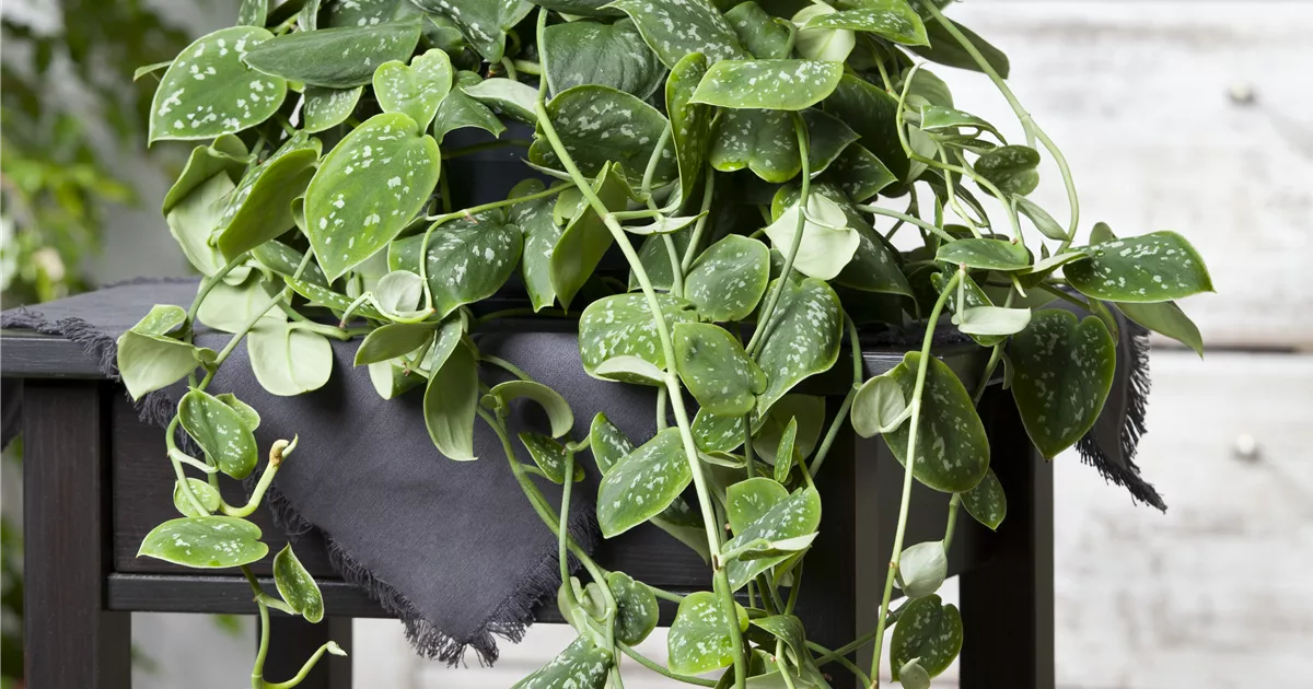 Gefleckte Efeutute Pflanze, Pflege & Tipps  Floragard