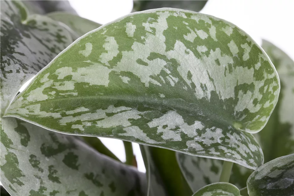 Gefleckte Efeutute Pflanze, Pflege & Tipps  Floragard
