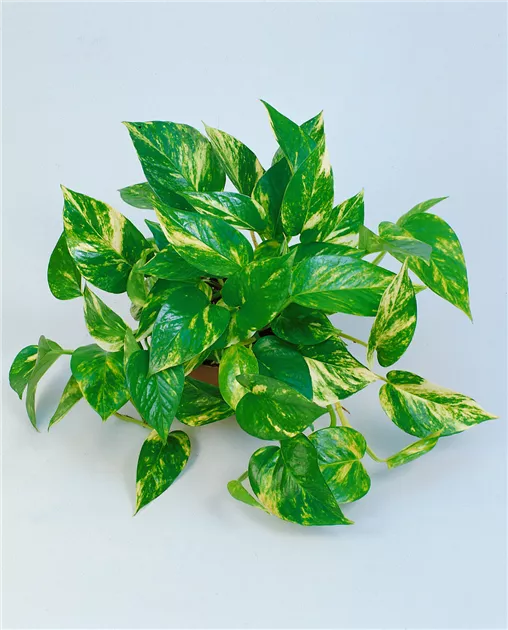 dracena spike Dracaena Indivisa Dracaena Spike Seeds 50 thru 1,000 Dracaena Seeds main image 1