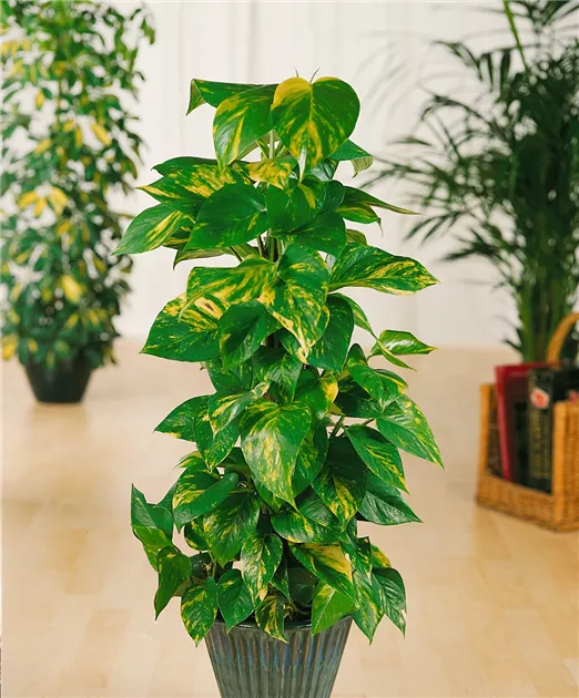 song of india dracena Dracaena reflexa 