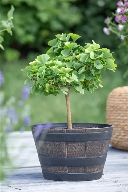 Fcherblattbaum Pflanze, Pflege & Tipps  Floragard