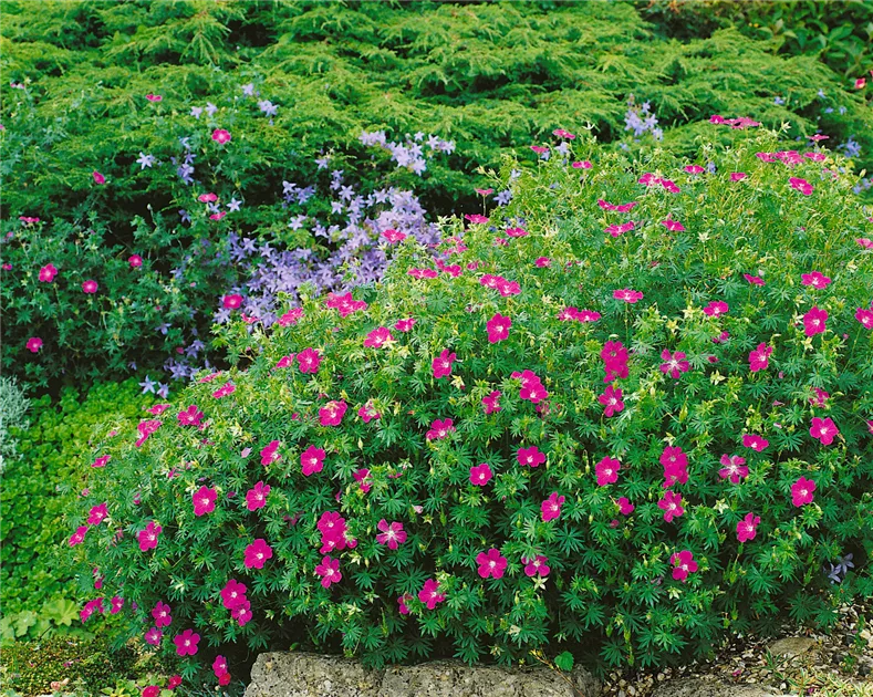 Blutroter Storchschnabel Pflanze, Pflege & Tipps  Floragard