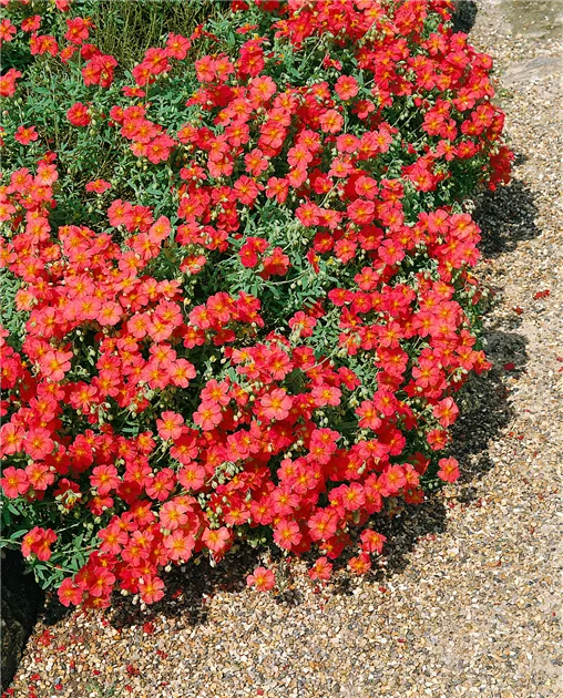 Garten-Sonnenrschen Pflanze, Pflege & Tipps  Floragard
