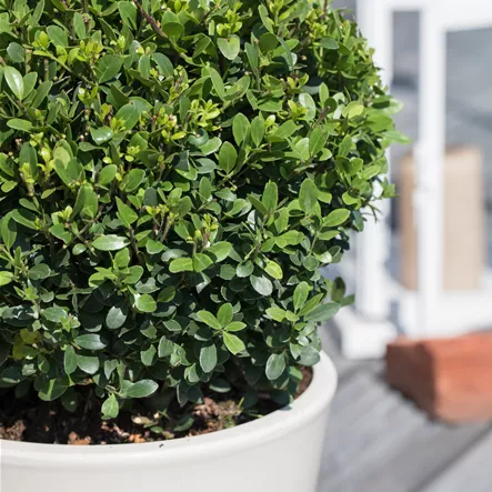 Berg-Ilex 'Buxbol'