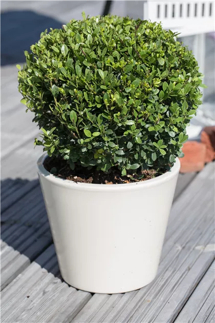 Japan-Stechpalme Pflanze, Pflege & Tipps  Floragard