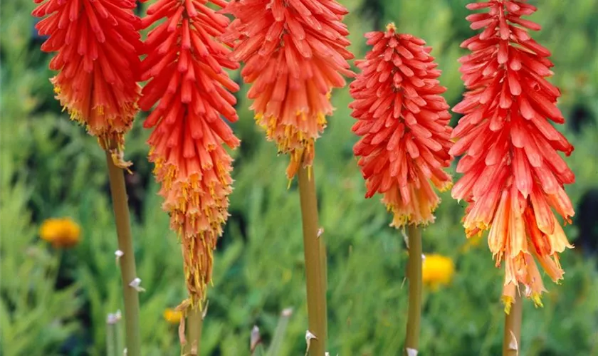 Kniphofia uvaria 'Express'