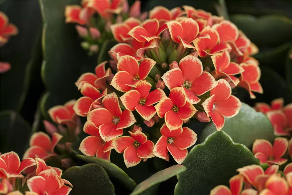 wunderbaum zimmerpflanze pflege Wunderstrauch 'Mammi' - Codiaeum variegatum mammi