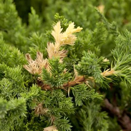 Chinesischer Wacholder 'Expansa Variegata' Chinesischer Wacholder 'Expansa Variegata'