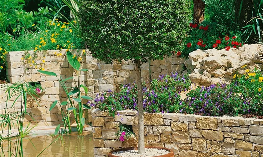 Ligustrum
