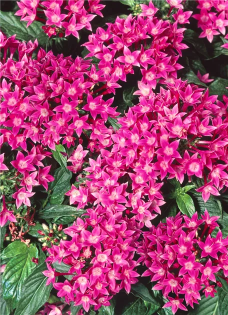 zimmerpflanze mit kleinen weien blten Stauden-Kollektion mit weien Blten (x9) - Agapanthus, cerastium  tomentosum, gaura lindheimeri, geranium pratens