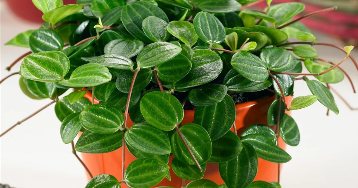 Peperomia quadrangularis Pflanze, Pflege & Tipps  Floragard