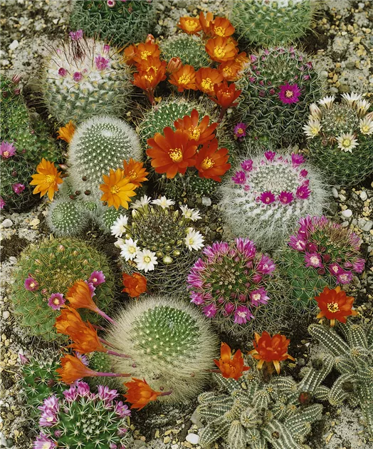 Mammillaria gracilis Pflanze, Pflege & Tipps  Floragard