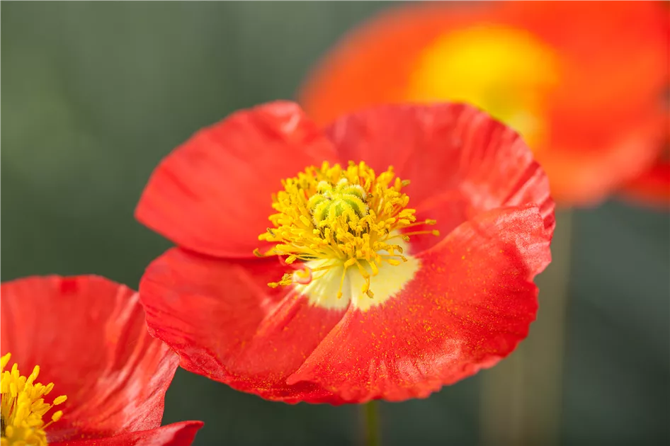 Island-Mohn Pflanze, Pflege & Tipps  Floragard