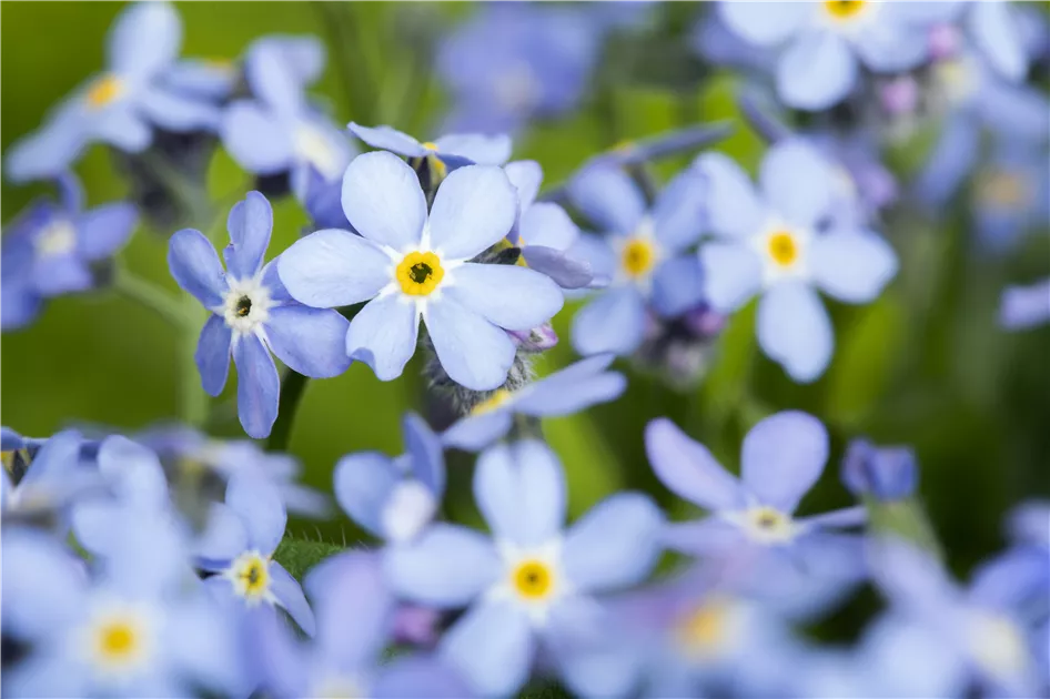 Blumensamen – Vergissmeinnicht Der Blauen Alpen Von Batlle, Für Beete, Töpfe & Steingärten