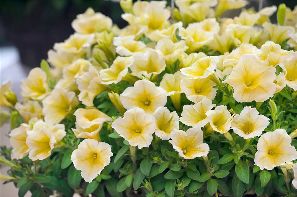 stangenbohnen saatgut BIO Saatgut Stangenbohne Weiße aus Italien – Biogartenladen main image 1