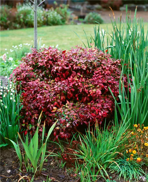 Heiliger Bambus Pflanze, Pflege & Tipps  Floragard