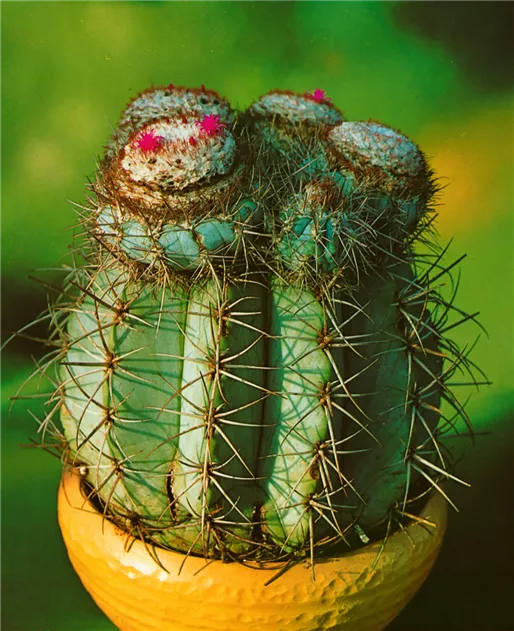 Melonenkaktus Pflanze, Pflege & Tipps  Floragard