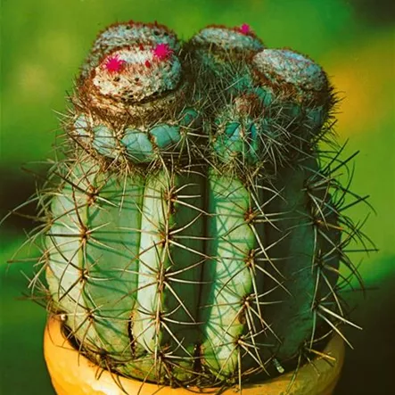 Azurblauer Melonenkaktus Azurblauer Melonenkaktus