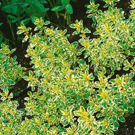 Origanum vulgare 'Variegatum'