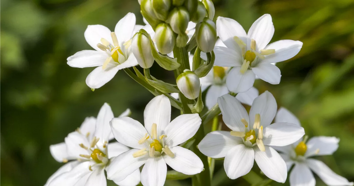 Ornithogalum thyrsoides Pflanze, Pflege & Tipps  Floragard
