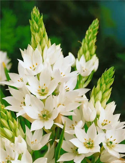 Ornithogalum thyrsoides Pflanze, Pflege & Tipps  Floragard