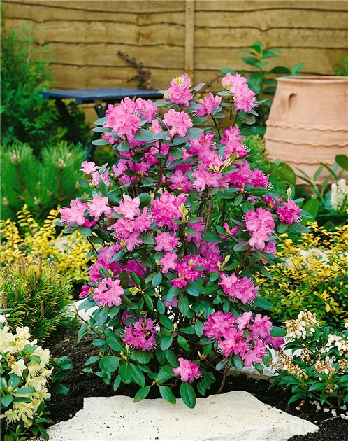Rhododendron dauricum Pflanze, Pflege & Tipps  Floragard