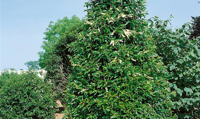 Prunus lusitanica 'Angustifolia', Kegel