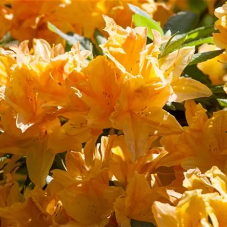 Japanische Azalee Japanische Azalee