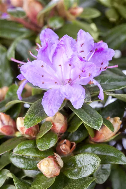 Zwergrhododendron Pflanze, Pflege & Tipps  Floragard