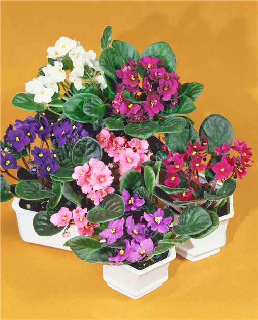 brokkolisamen zentrum der gesundheit Brokkolisamen gekeimt, bio, roh 200g – TAIGA Naturkost main image 1