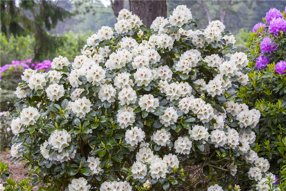 Rhododendron yakushimanum, wei Pflanze, Pflege & Tipps  Floragard