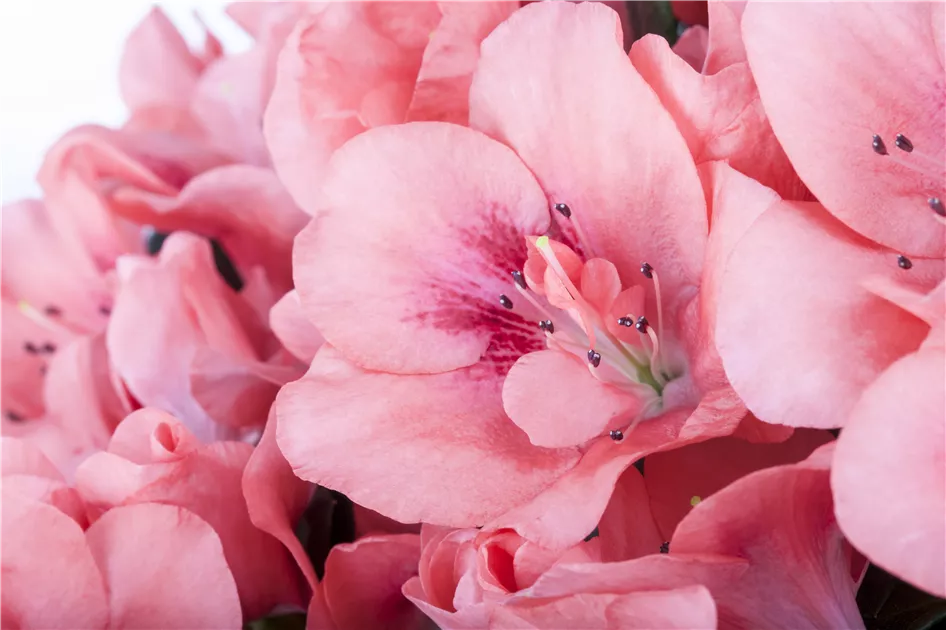 Rhododendron simsii, rosa Pflanze, Pflege & Tipps  Floragard