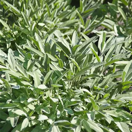 Garten-Salbei