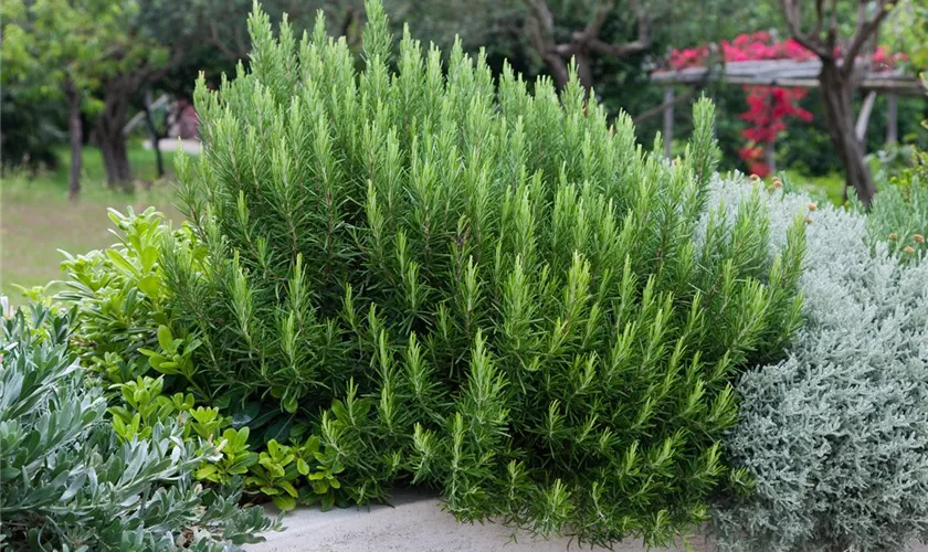 Rosmarinus