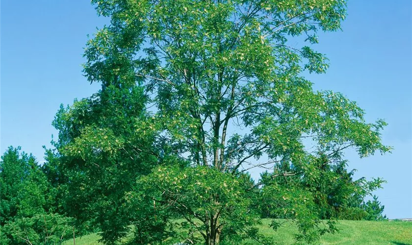 Scheinakazie 'Myrtifolia'