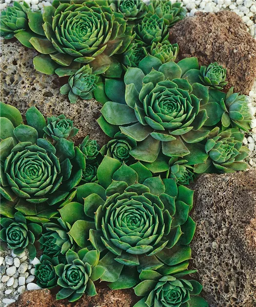 Sempervivum, grn Pflanze, Pflege & Tipps  Floragard