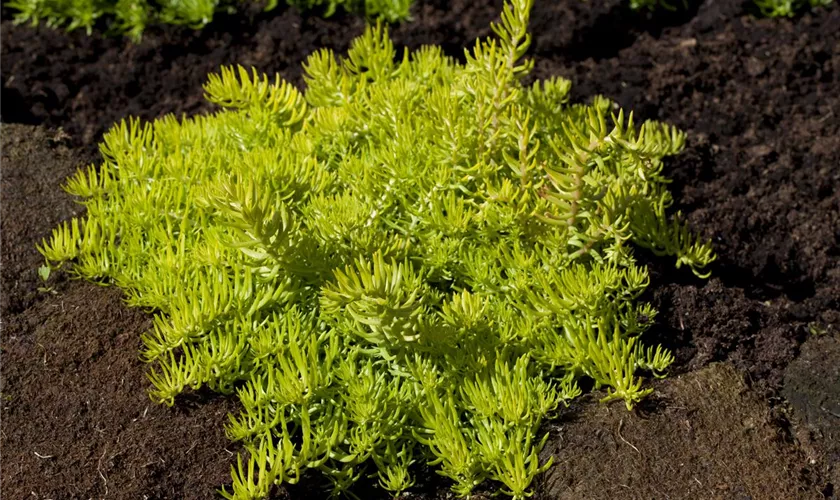 Sedum reflexum, gelb