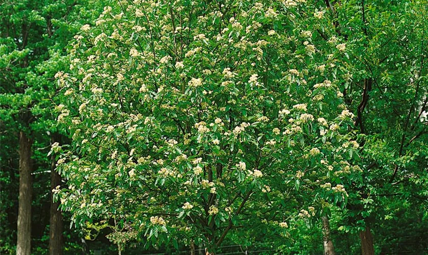 Sorbus thuringiaca 'Fastigiata'