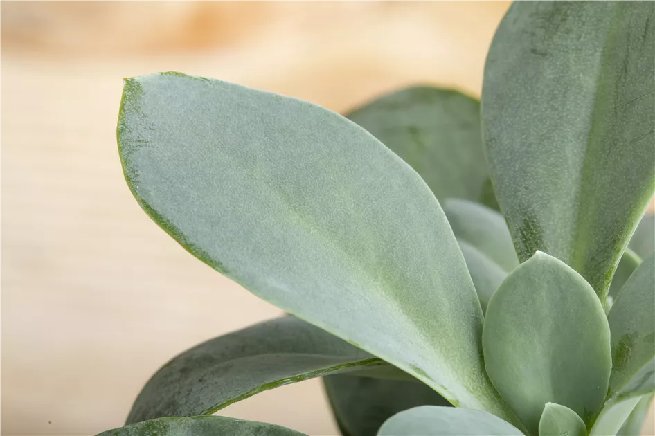 Senecio cephalophorus Pflanze, Pflege & Tipps  Floragard