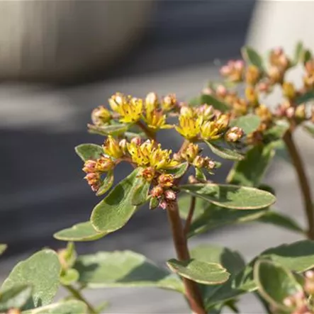 Buntlaubiges Garten-Fettblatt