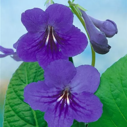 Drehfrucht Drehfrucht